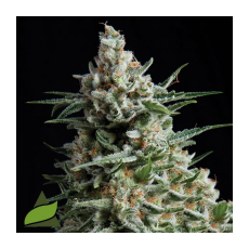 Pyramid Seeds AUTO Anesthesia