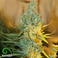 Kiwi Seeds Ray's Choice