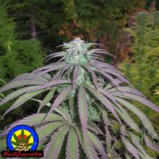 Next Generation Seeds Romulan x Timewarp