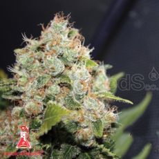 Medical Seeds Sour Diesel