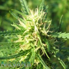Nirvana Seeds Super Skunk