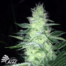 Little Chief Collabs Tangie Ghost Train