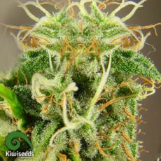 Kiwi Seeds Tasman Haze