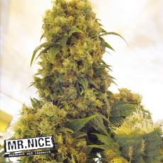 Mr Nice Seeds Critical Skunk