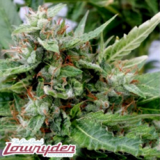 Lowryder Seeds The Ogre