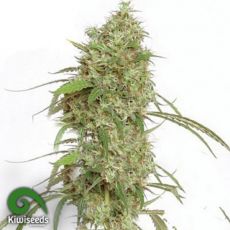 Kiwi Seeds Oceans Twelve Haze