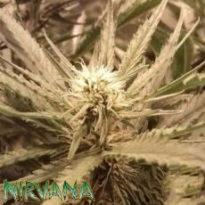 Nirvana Seeds Venus Flytrap