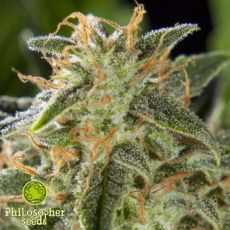 Philosopher Seeds Lemon Auto CBD