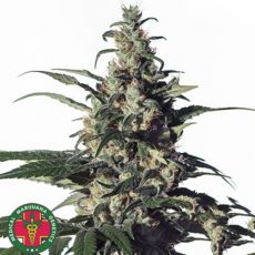 Medical Marijuana Genetics Seeds Green Doctor (GD-1)