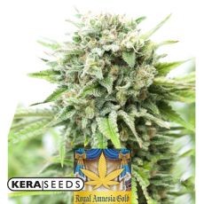 Kera Seeds Royal Amnesia Gold