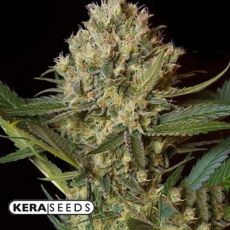 Kera Seeds NLX Special