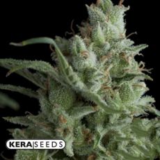 Kera Seeds OG Kush AUTO