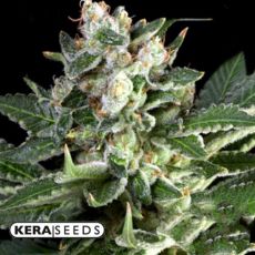 Kera Seeds OG Kush