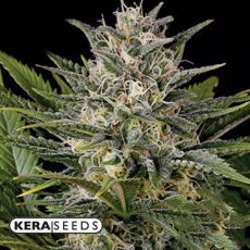 Kera Seeds Royal Queen Diamond