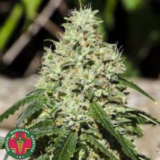 Medical Marijuana Genetics Seeds Nagual (NG-1)