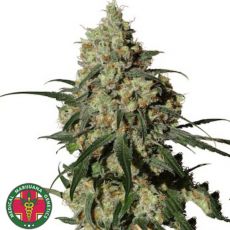 Medical Marijuana Genetics Seeds Orinoco (OR-1)