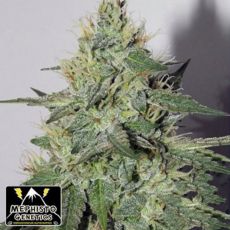 Mephisto Genetics Chemdogging