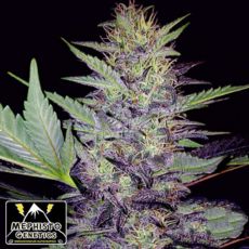 Mephisto Genetics Deep Blue C F2
