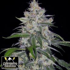 Mephisto Genetics Fantasmo Express