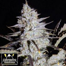 Mephisto Genetics Sour Stomper