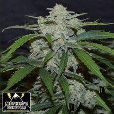 Mephisto Genetics Fugue State