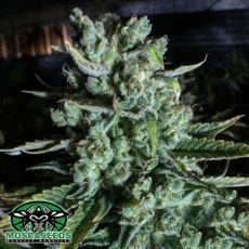Mosca Seeds Boom Boom