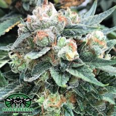 Mosca Seeds Double Zero OGK