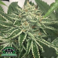 Mosca Seeds Helio OGK