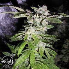 Pheno Finder Seeds Notorious CBD