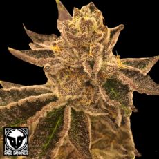 Rare Dankness Seeds Cookie OX