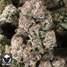 Rare Dankness Seeds Dark GhostTrain