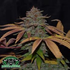 Mosca Seeds Cherry Razz