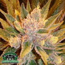 Mosca Seeds Diesel Moonshine