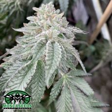 Mosca Seeds Fire Cake