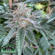 Mosca Seeds Hyper Drive