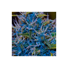 MzJill Genetics G-13 x Jilly Bean