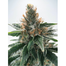 Ministry of Cannabis Mandarin Gelato