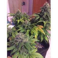 Mephisto Genetics Chem City Blues