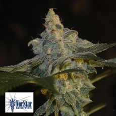 NorStar Genetics Seeds Darkwood