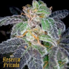Reserva Privada PURPLE OG #18