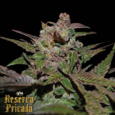 Reserva Privada Purple Wreck