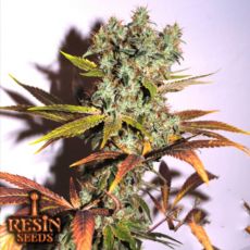 Resin Seeds Hammershark