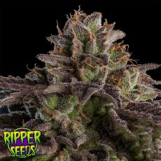 Ripper Seeds Kmintz