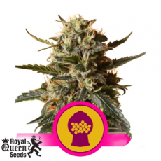 Royal Queen Seeds BubbleGum XL