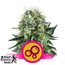 Royal Queen Seeds Bubble Kush