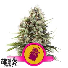 Royal Queen Seeds Chocolate Haze