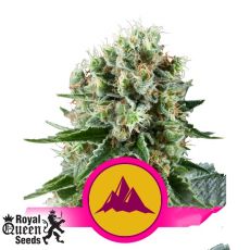 Royal Queen Seeds Critical Kush