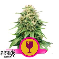 Royal Queen Seeds Critical