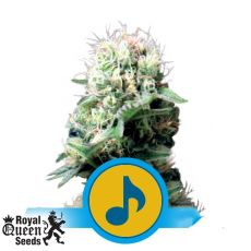 Royal Queen Seeds Dance World CBD