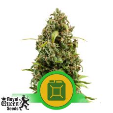 Royal Queen Seeds Diesel Automatic